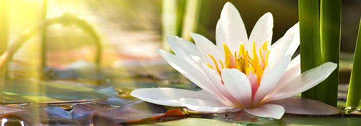 Chiropractic Hutchinson KS Wellness Flower Chiropractic Hutchinson KS Wellness Flower